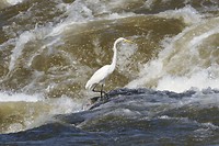 Iguazu: Oosterse grote zilverreiger