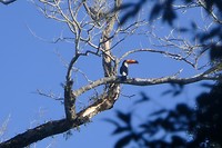 Iguazu watervallen: Toekan