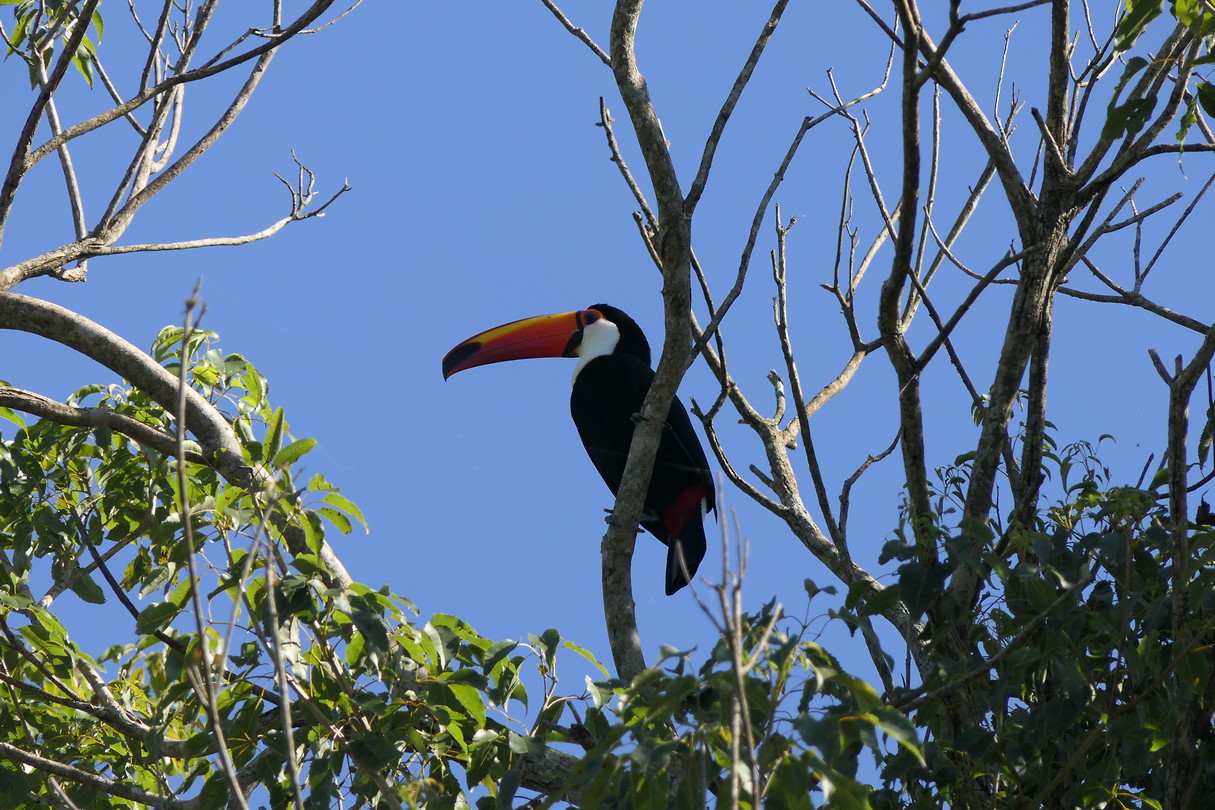Iguaçu: ook in Brazilië zijn Toekans te vinden