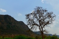 Apenboom