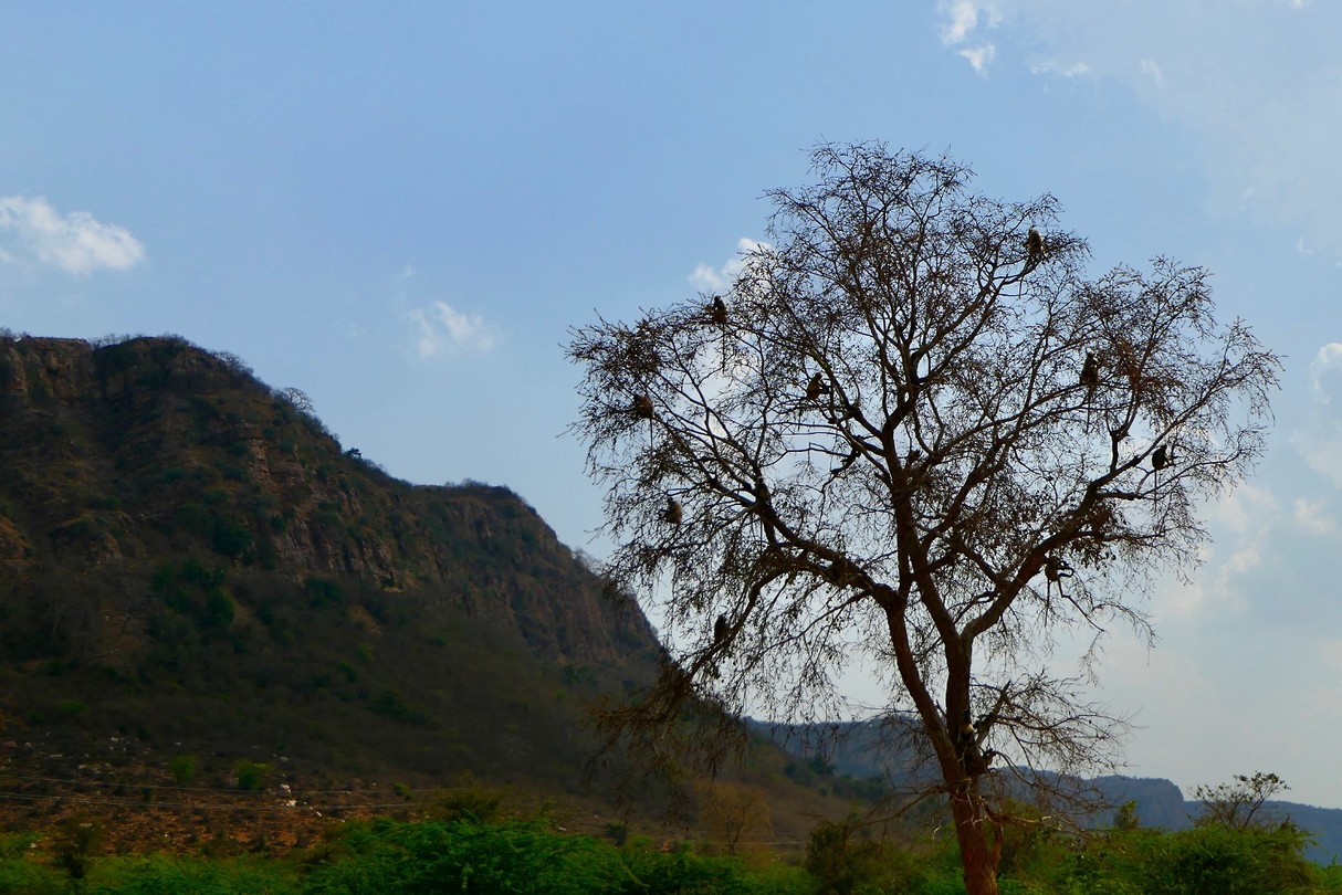 Apenboom