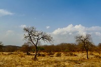 Ranthambore National Park
