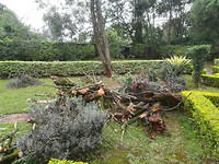 Hier komt ons brandhout vandaan, uit eigen tuin.