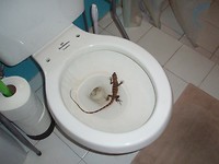 GeckoToilet
