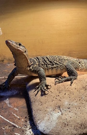 monitorlizard