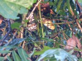 Python in het oerwoud van Borneo