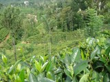 Thee op Ceylon