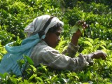 Thee plukken op Ceylon