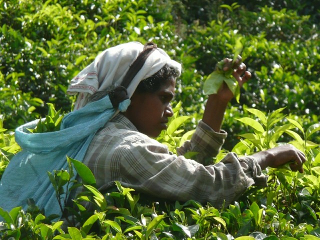 Thee plukken op Ceylon