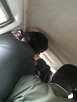 Lekker vol in de minibus