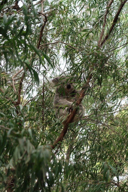 Koala