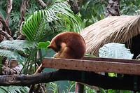 Tree Kangaroo