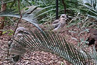 Vogels uit Australië