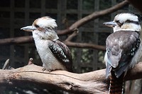 Laughing Kookaburra