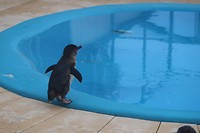 Little Penguin