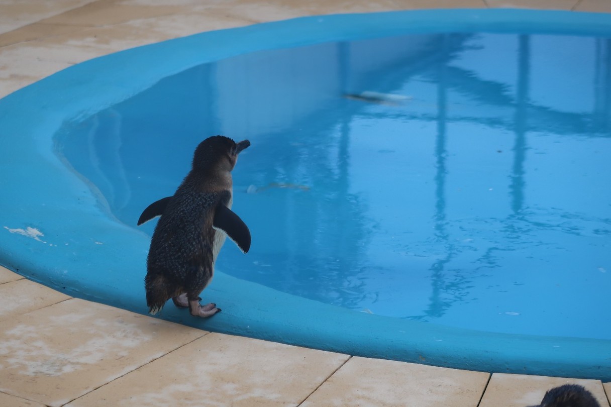 Little Penguin