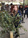 Koala aaien