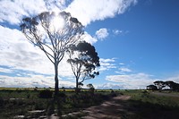 wheatbelt