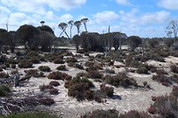 wandeling wave rock
