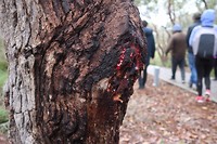 Red gum tree