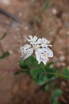 southern cross flower