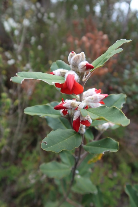 Bloem