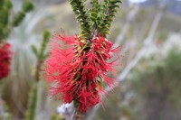 Ravensthorpe Bottlebrush