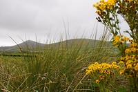 Ventry Beach