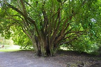 Killarney National Park