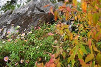 Killarney National Park
