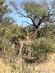 IMG_4375