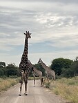 IMG_4467