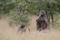 IMG_3556