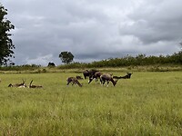 IMG_5351