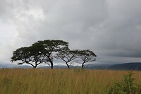 IMG_4447