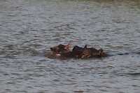 IMG_4524