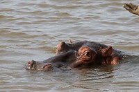 IMG_4605