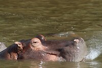 IMG_4617