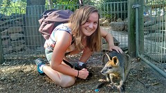 Wallaby