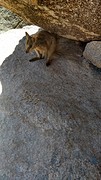 Rock Wallaby's voeren!