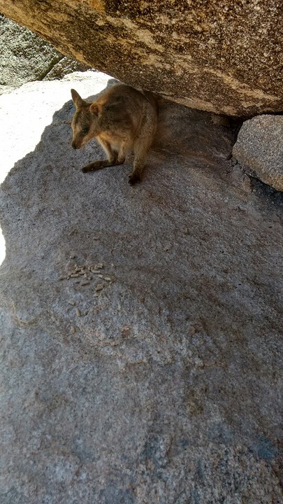 Rock Wallaby's voeren!
