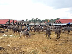 IMG_2758