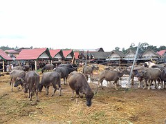 IMG_2761