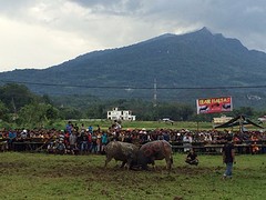 IMG_2939