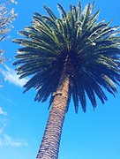 Darling Gardens