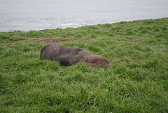 zeehond