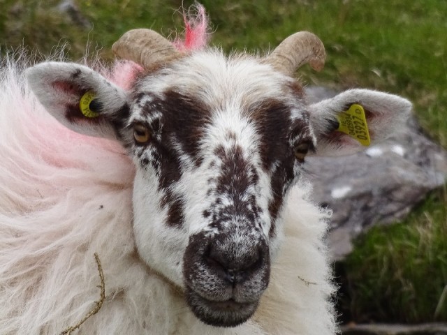 log schaap