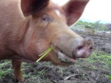 piggy 2