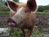 piggy