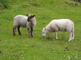 rammetjes